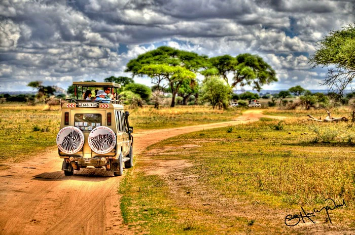 16 Safari Scenes that will Have you Booking Yours Today