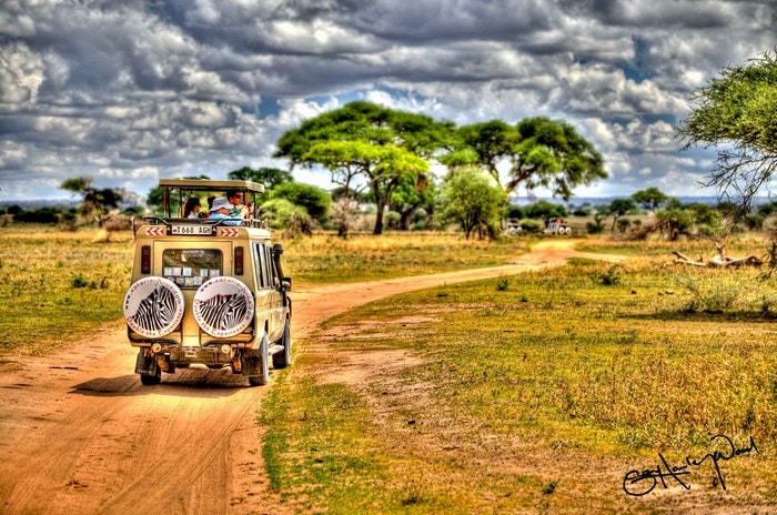 16 Safari Scenes that will Have you Booking Yours Today