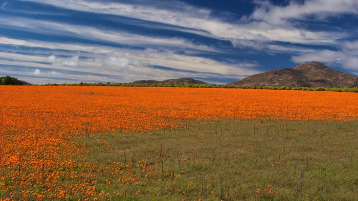 Namaqualand by mmmavocado (Flickr) 