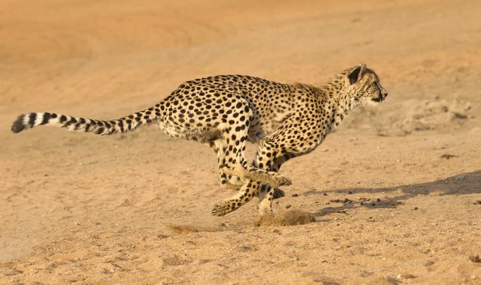 South Africa’s Record Breaking Wildlife & Other Interesting Animal Facts