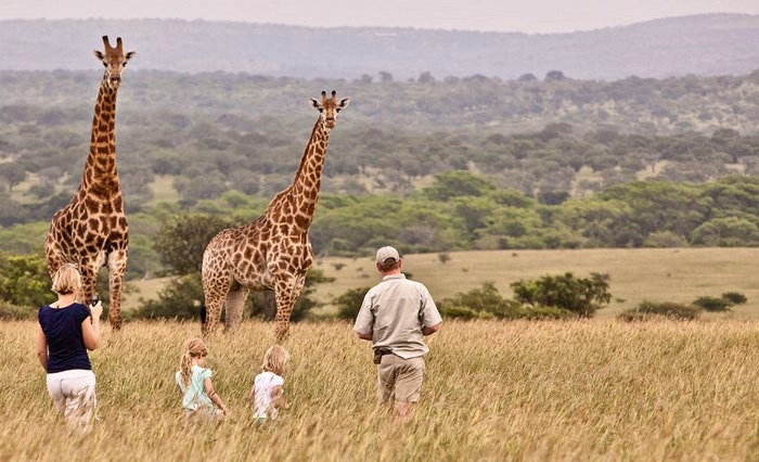 giraffe-walking-safari(rhino-river-lodge)