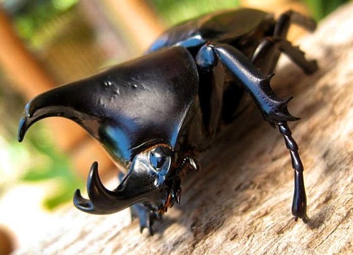 rhino beetle by andrea.soulsinger.D (flickr)