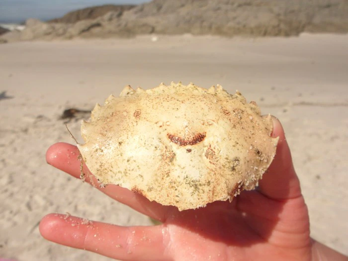 Finding my Hakuna Matata in Yzerfontein