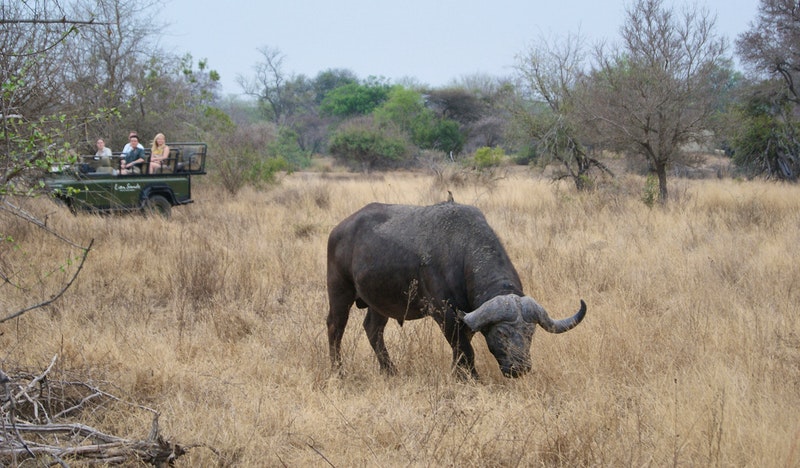 Cape Buffalo by brentnewhall (Flickr)