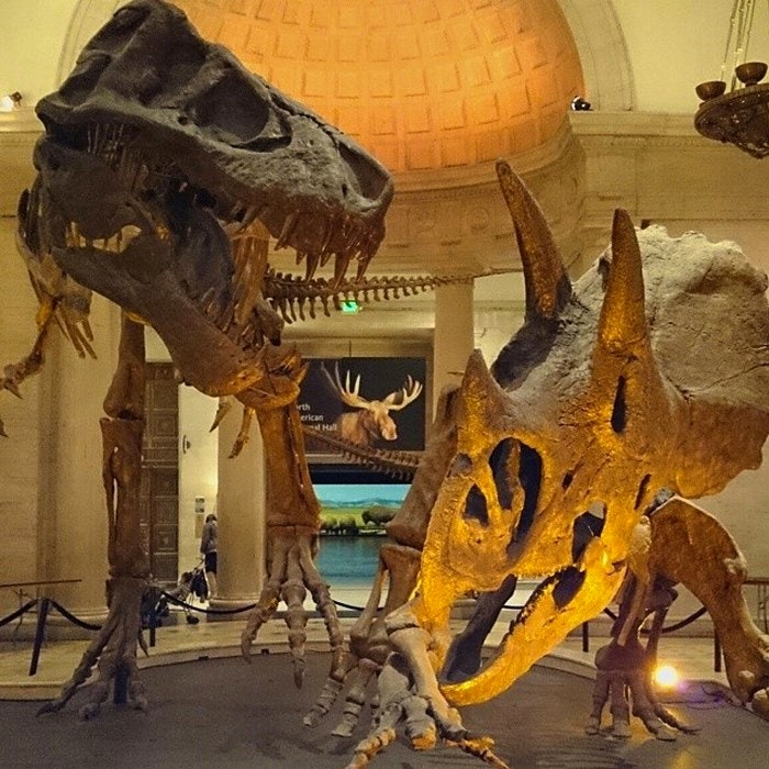 Dinosaur museum. By broke_en_ (Instagram) (Copy)