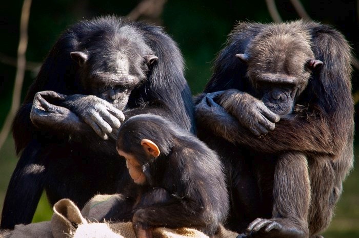 Unhappy primates by Flavio (Flickr) 