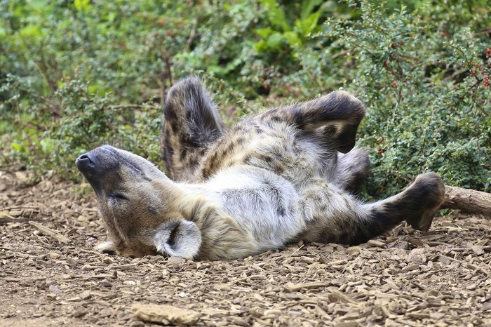Hyena by ronmacphotos (Flickr)
