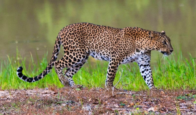 Leopard by dkolitha (Flickr)