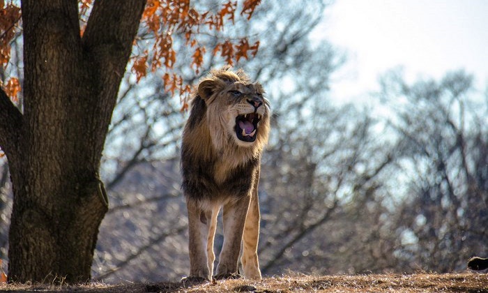 The Ext-ROAR-dinary Guide to the Big Five
