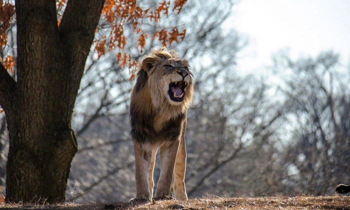 The Ext-ROAR-dinary Guide to the Big Five