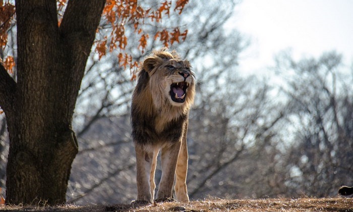The Ext-ROAR-dinary Guide to the Big Five