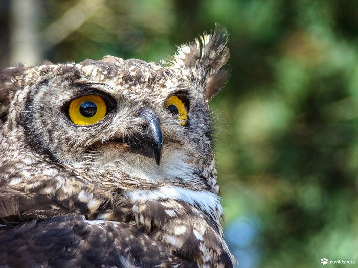 Owl by akwildshots-backup (Flickr)