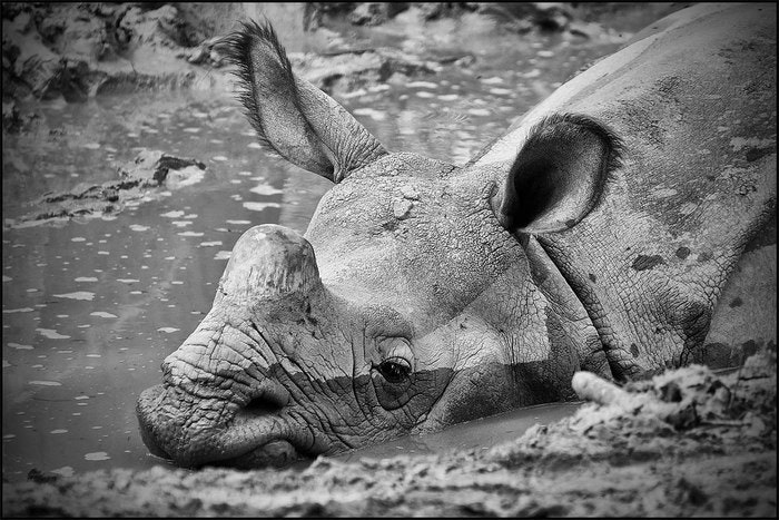 Miserable rhino by nuskyn (Flickr)