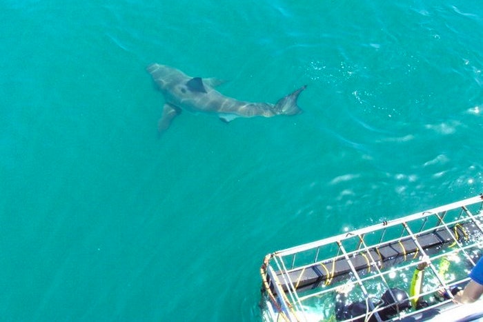 Shark cage diving in winter 