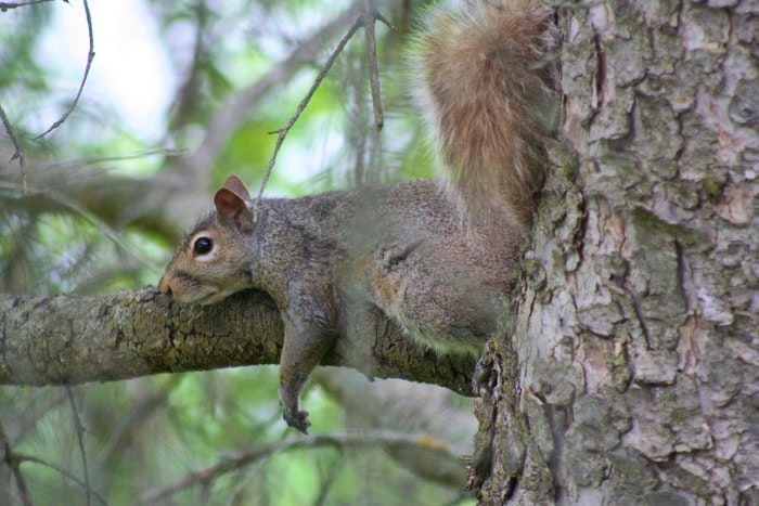 Squirrel by bobolink (Flickr)