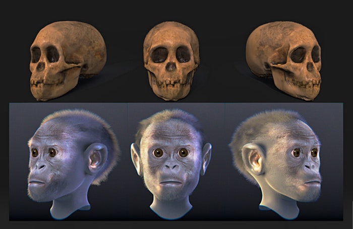 Taung child facial reconstruction. By Cicero Moraes (Creative Commons)