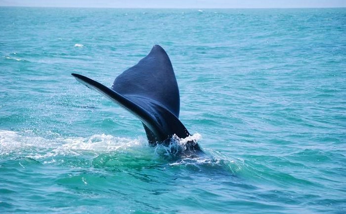 Whale watching by Seagetaway Self-Catering Apartments (TG)