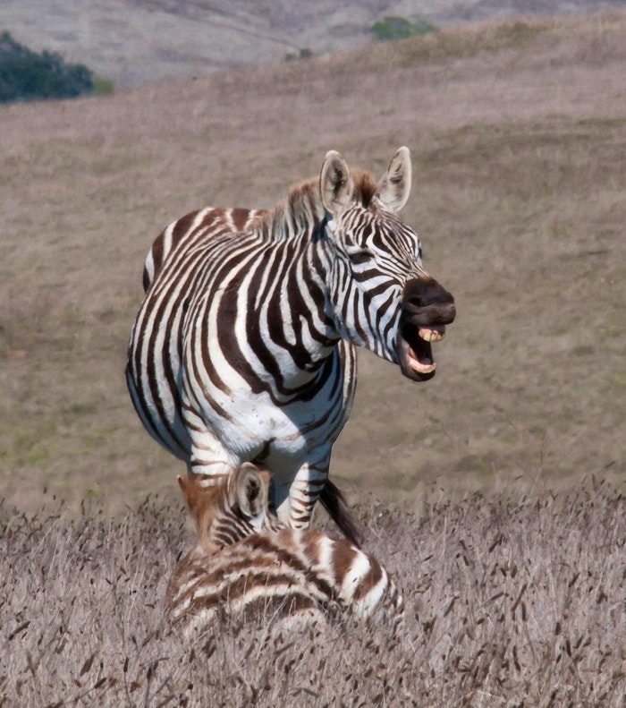 Zebra by jkirkhart35 (Flickr)