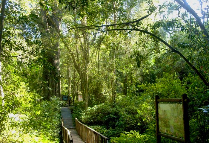 The Big Tree & Forest Walk in Wilderness