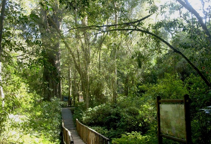 The Big Tree & Forest Walk in Wilderness