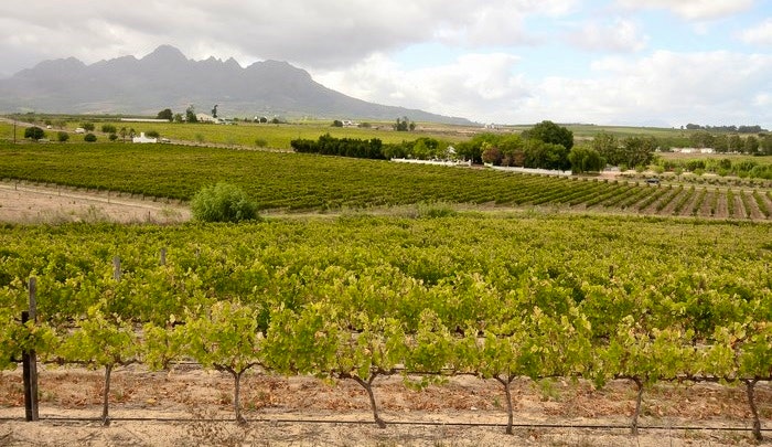 Winelands view via Soverby Guesthouse (C) TravelGround 