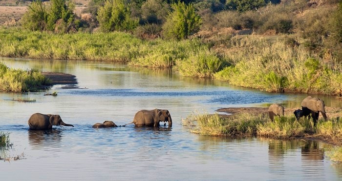 Baby Elephant Carefully Crossing River