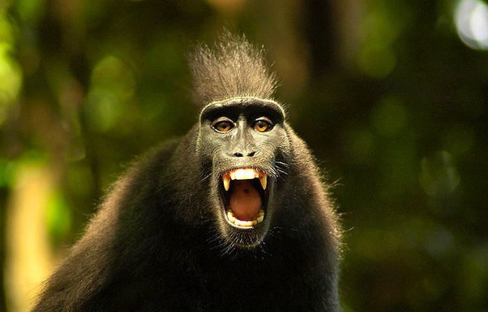 A gatvol primate by dannyboyster (Flickr)