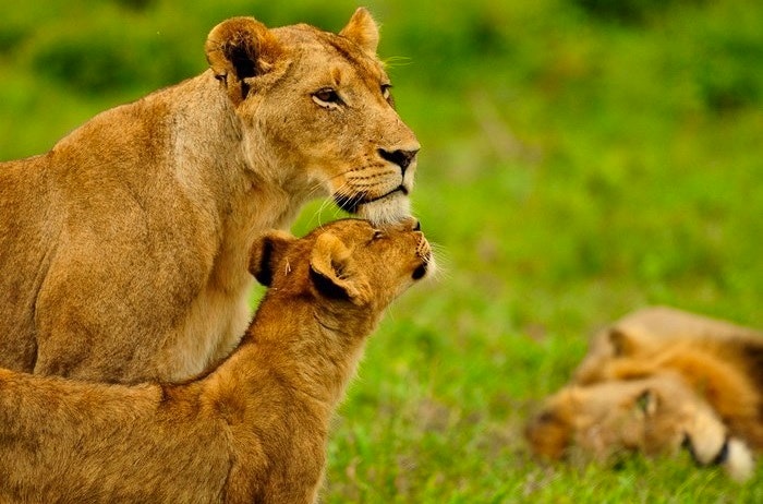 Lioness and cub by Inyati Game Lodge (C) TravelGround