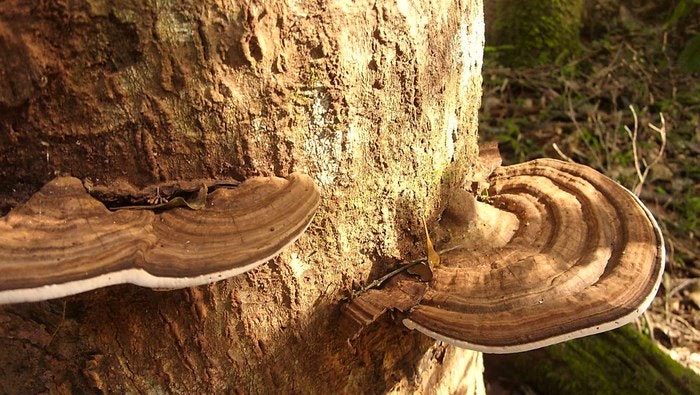 mushrooms-tree-by-Desiree-Haakonsen