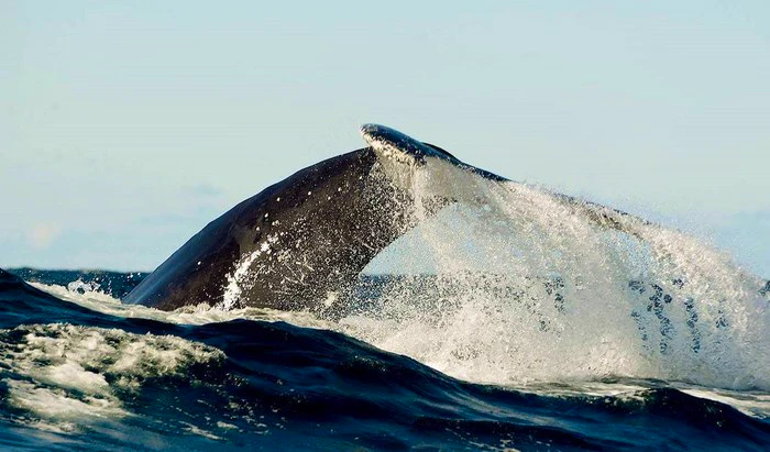 Hierdie boot sal ek vir niks mis nie: Knysna Boat Trips