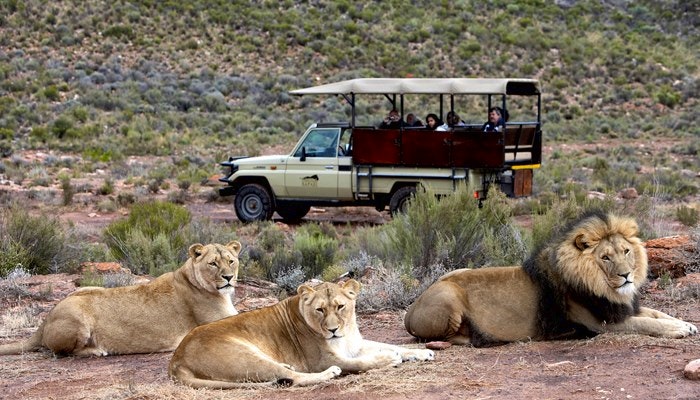 Big 5 Safaris in the Cape with Aquila Game Reserve