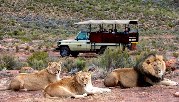 Big 5 Safaris in the Cape with Aquila Game Reserve