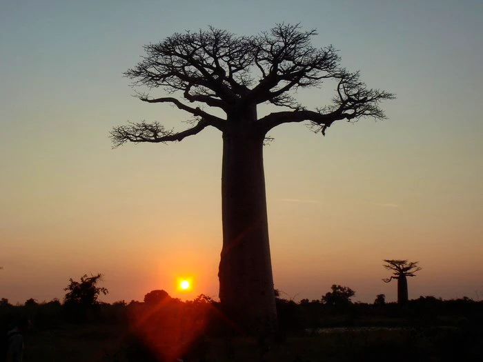 Go Green for National Arbor Week