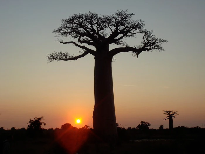 Go Green for National Arbor Week