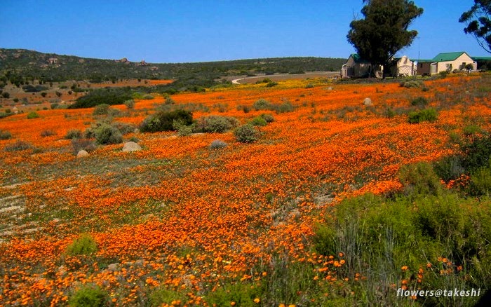 Namaqualand hiking beauty. By titoh44 (Flickr)