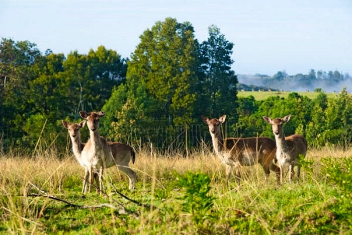 Spot wildlife while hiking at Antlers Country Lodge (C) TravelGround