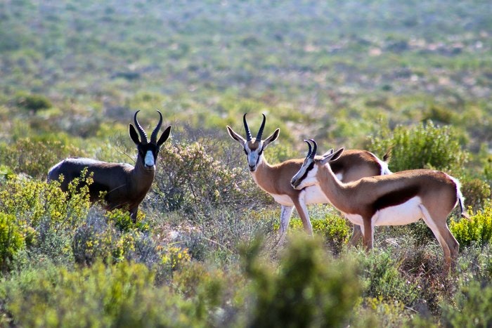 Spot springbok when hiking in the Namaqualand. By flowwcomm (Flickr)