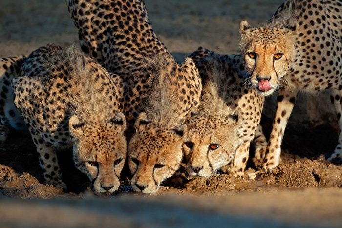 Alert cheetahs (Acinonyx jubatus) drinking water, Kalahari deser