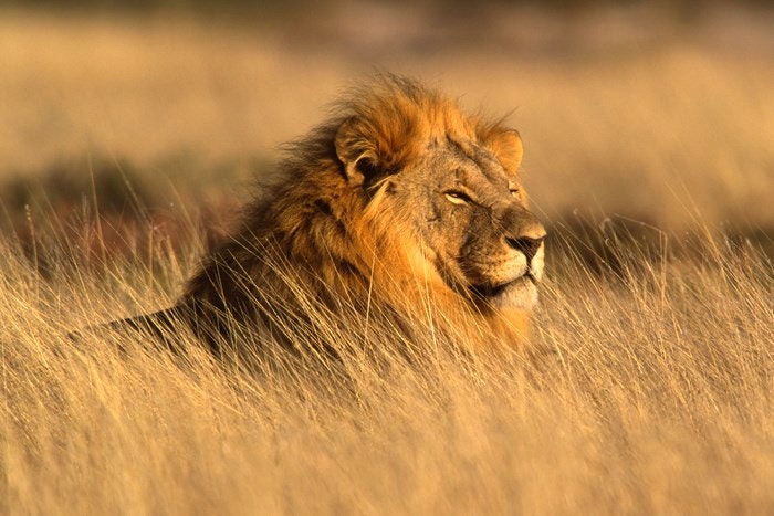 Big Male African Lion