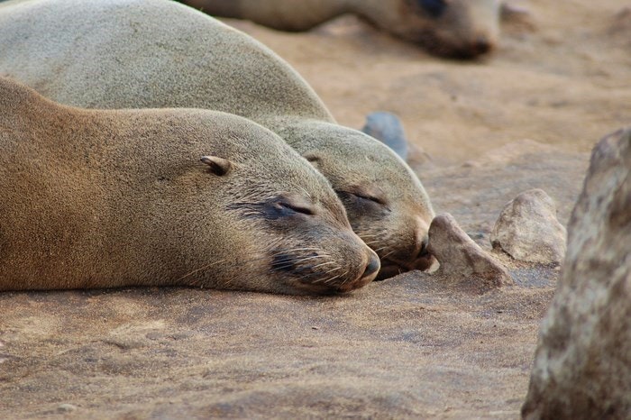 15. Seals at Cape Cross, Namibia. Via Sara_Joachim (Flickr)