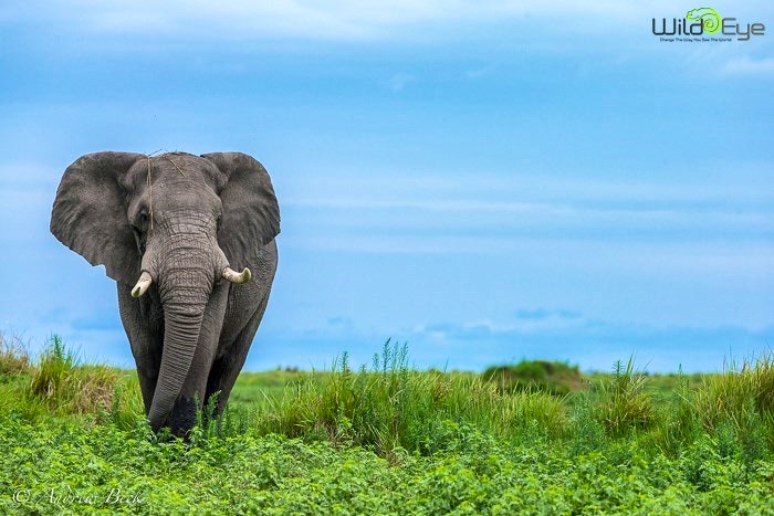 Wildlife Photography Tips from a Pro – Q&A with Andrew Beck