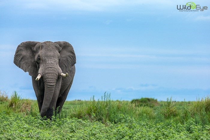 Wildlife Photography Tips from a Pro – Q&A with Andrew Beck