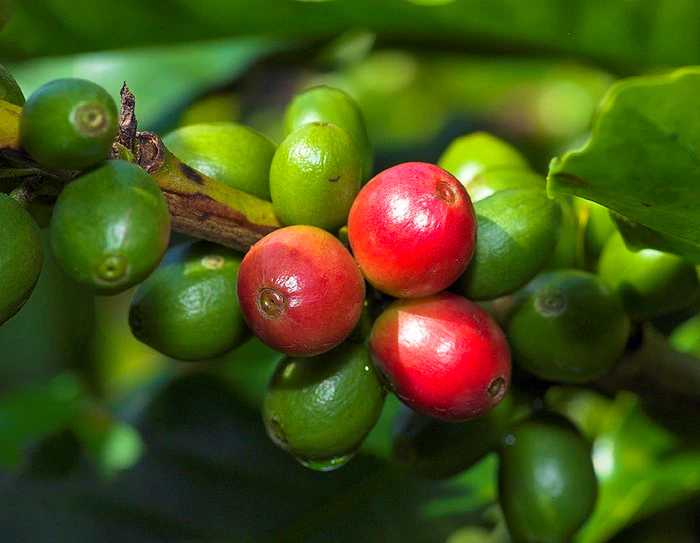 Koffie: troos vir boere én stadsjapies