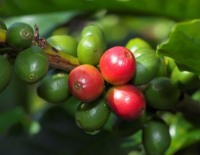 Koffie: troos vir boere én stadsjapies