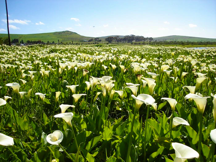 10 Places to Visit When You Dawdle in Darling