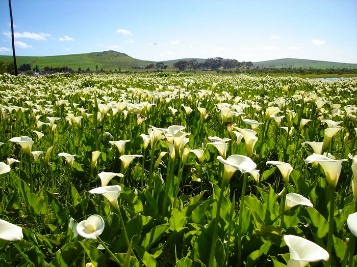 10 Places to Visit When You Dawdle in Darling