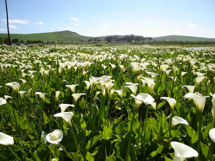 10 Places to Visit When You Dawdle in Darling