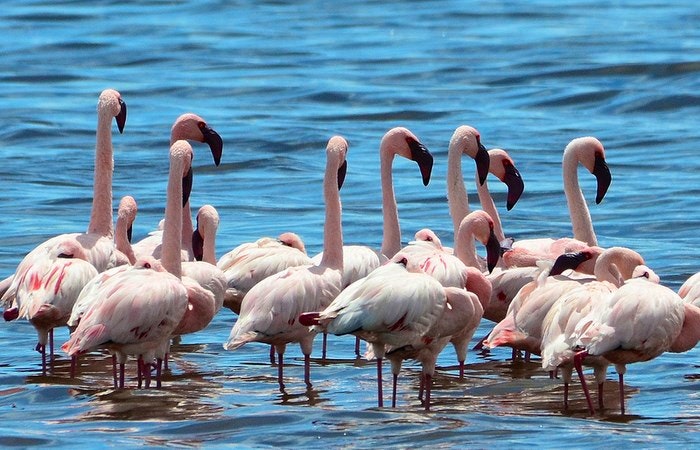 Flamingoes hanging out. By elchurro (Flickr)