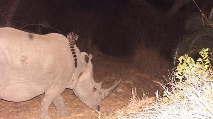 A rhino riding genet & other Twitter Critters we’d love to meet