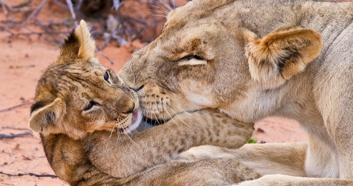 20 Reasons to Love Spring in South Africa